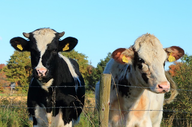 krávy u plotu